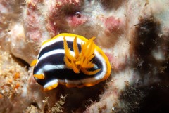 Chromodoris africana