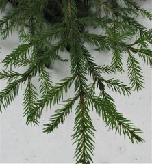 Picea abies
