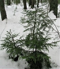 Picea abies