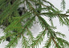 Picea abies