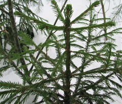 Picea abies