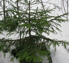 Picea abies