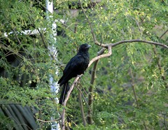 Eudynamys scolopaceus