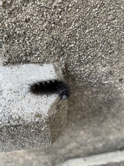 Spilosoma lubricipeda