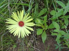 Cleretum bellidiforme