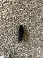 Spilosoma lubricipeda