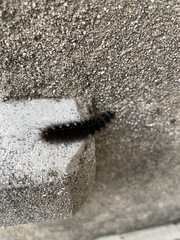 Spilosoma lubricipeda