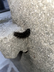 Spilosoma lubricipeda