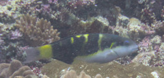 Thalassoma jansenii