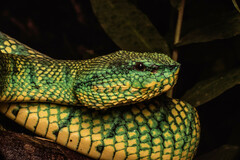 Tropidolaemus subannulatus