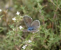 Pseudophilotes panoptes