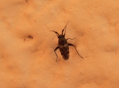 Spanagonicus albofasciatus