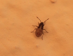 Lygaeoidea