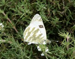 Euchloe belemia