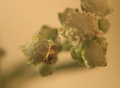 Thaumatomyia