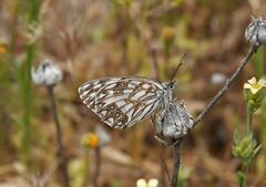 Melanargia occitanica
