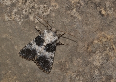 Hadena adriana