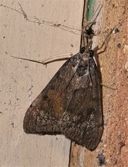Uresiphita ornithopteralis