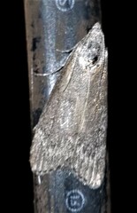 Heteromicta pachytera