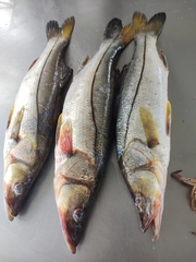 Centropomus undecimalis