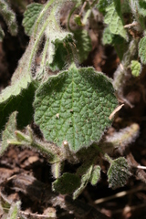 Marrubium