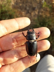 Lucanus barbarossa