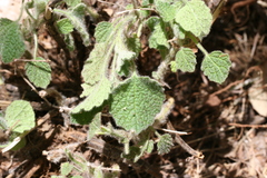 Marrubium
