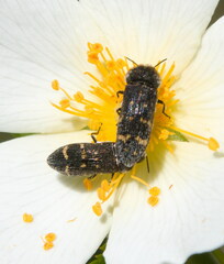 Acmaeoderella