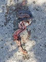 Drymarchon melanurus