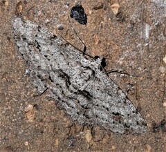 Didymoctenia exsuperata