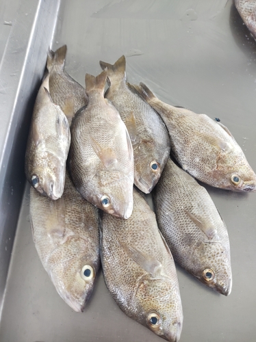 Corocoro grunt (Orthopristis ruber) — Haemulidae — 4