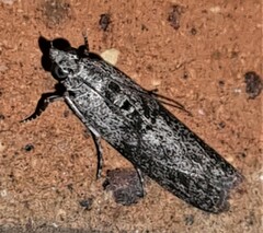 Sciota melanostyla