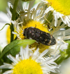 Acmaeoderini