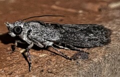 Sciota melanostyla