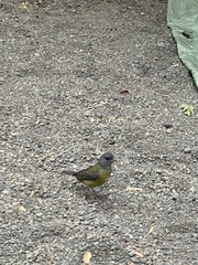 Phrygilus patagonicus