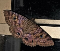 Speiredonia spectans