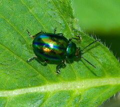 Chrysolinina
