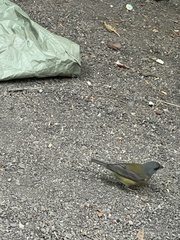 Phrygilus patagonicus