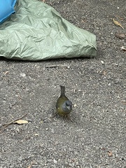 Phrygilus patagonicus