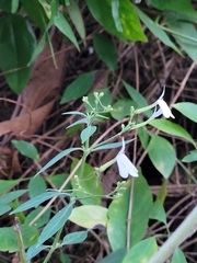 Rhinacanthus nasutus