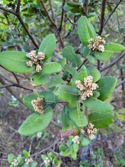 Rhus standleyi