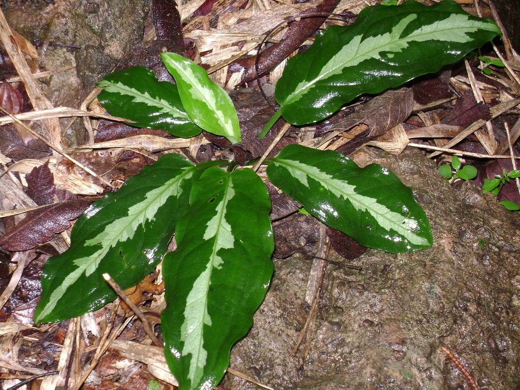Spathicarpa gardneri