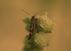 Scythris