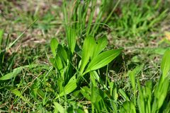 Plantago lagopus