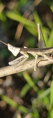 Apteromantis aptera