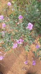 Syncolostemon elliottii