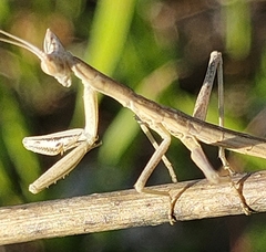 Apteromantis aptera