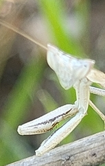 Apteromantis aptera