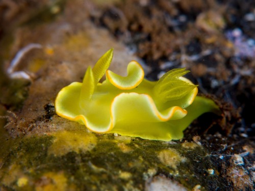 Diversidoris crocea (Diversidoris crocea)