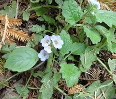 Phacelia bolanderi
